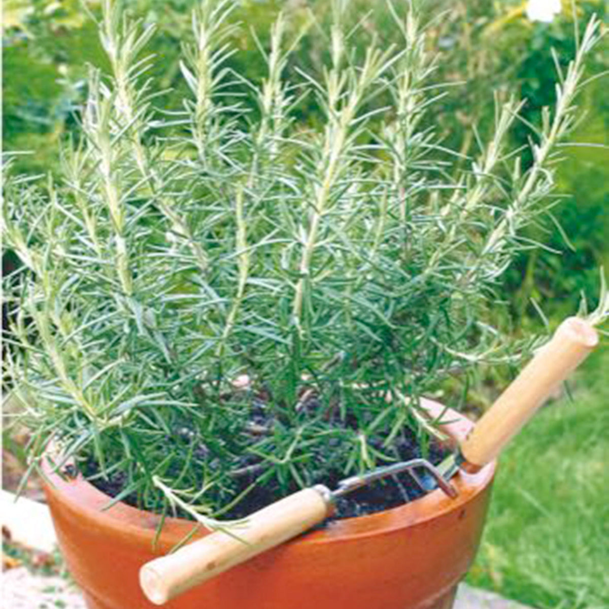 Rosemary Rosmarinus officinalis - Organic 2 m² - Herb seeds