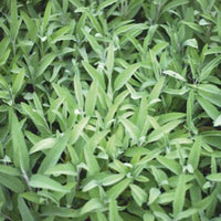 Sage Salvia officinalis - Organic 2 m² - Herb seeds