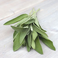 Sage Salvia officinalis - Organic 2 m² - Herb seeds
