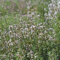 Thyme Thymus vulgaris - Organic 20 m² - Herb seeds