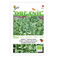 Endive Cichorium endivia - Organic 25 m² - Vegetable seeds