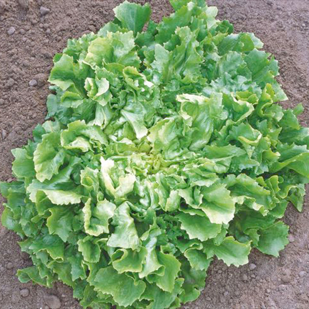 Endive Cichorium endivia - Organic 25 m² - Vegetable seeds