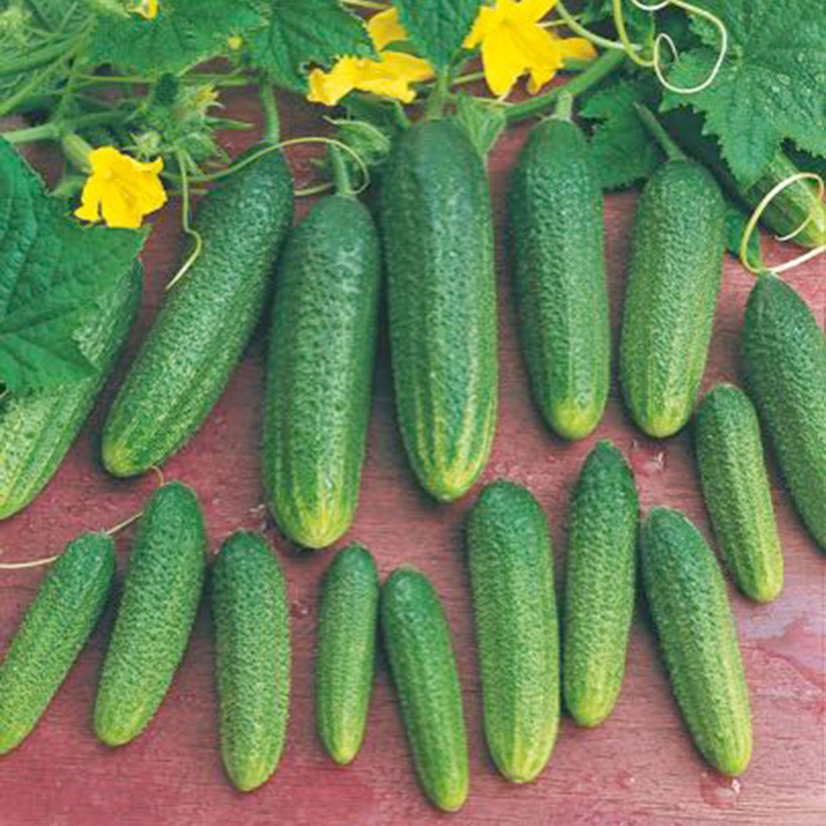 Cucumber Cucumis 'Profi' - Organic F1 - 1,5 m² - Vegetable seeds