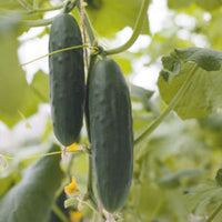 Cucumber Cucumis 'Marketmore' - Organic 6 m² - Vegetable seeds