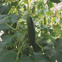 Cucumber Cucumis 'Picolino' - Organic F1 - 2 m² - Vegetable seeds