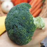 Broccoli Brassica 'Calabrese Natalino' - Bio 30 m² - Vegetable seeds