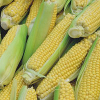 Sweet corn Zea 'Golden Bantam' - Organic 12 m² - Vegetable seeds