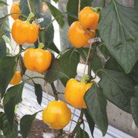 Bell pepper Capsicum 'Yellow California Wonder' - Organic yellow 5 m² - Vegetable seeds