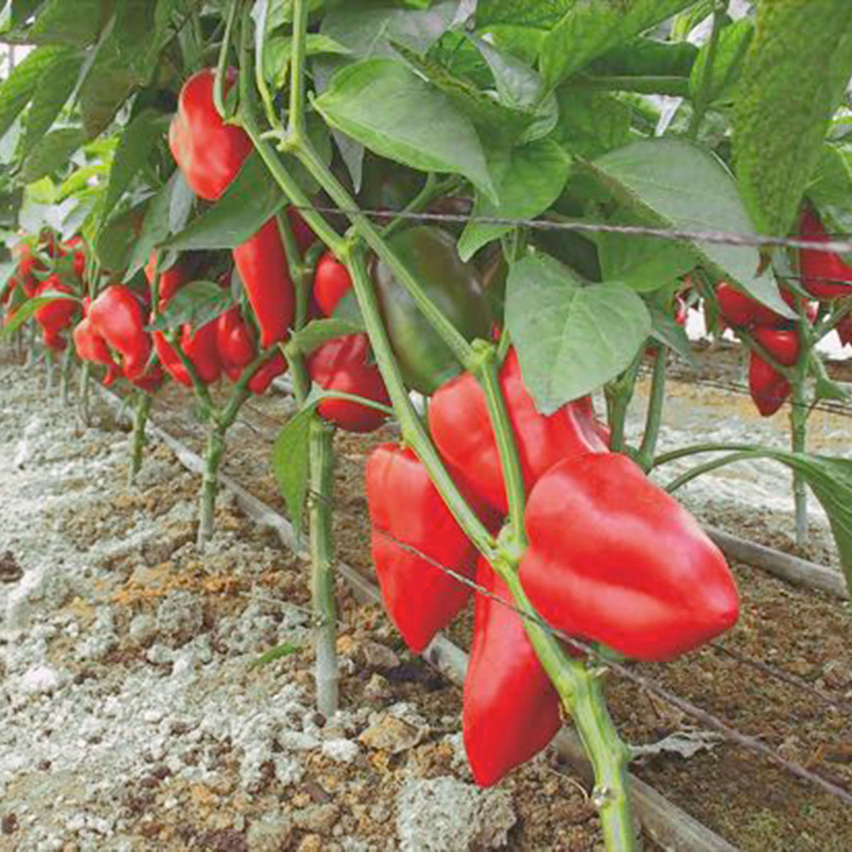 Bell pepper Capsicum 'Piquillo ' - Organic 4 m² - Vegetable seeds