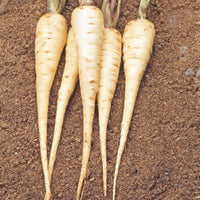 Parsnip Pastinaca 'Guernsey' - Bio 10 m² - Vegetable seeds