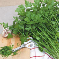 Parsley Petroselinum 'Gigante d'Italia' - Organic 20 m² - Herb seeds