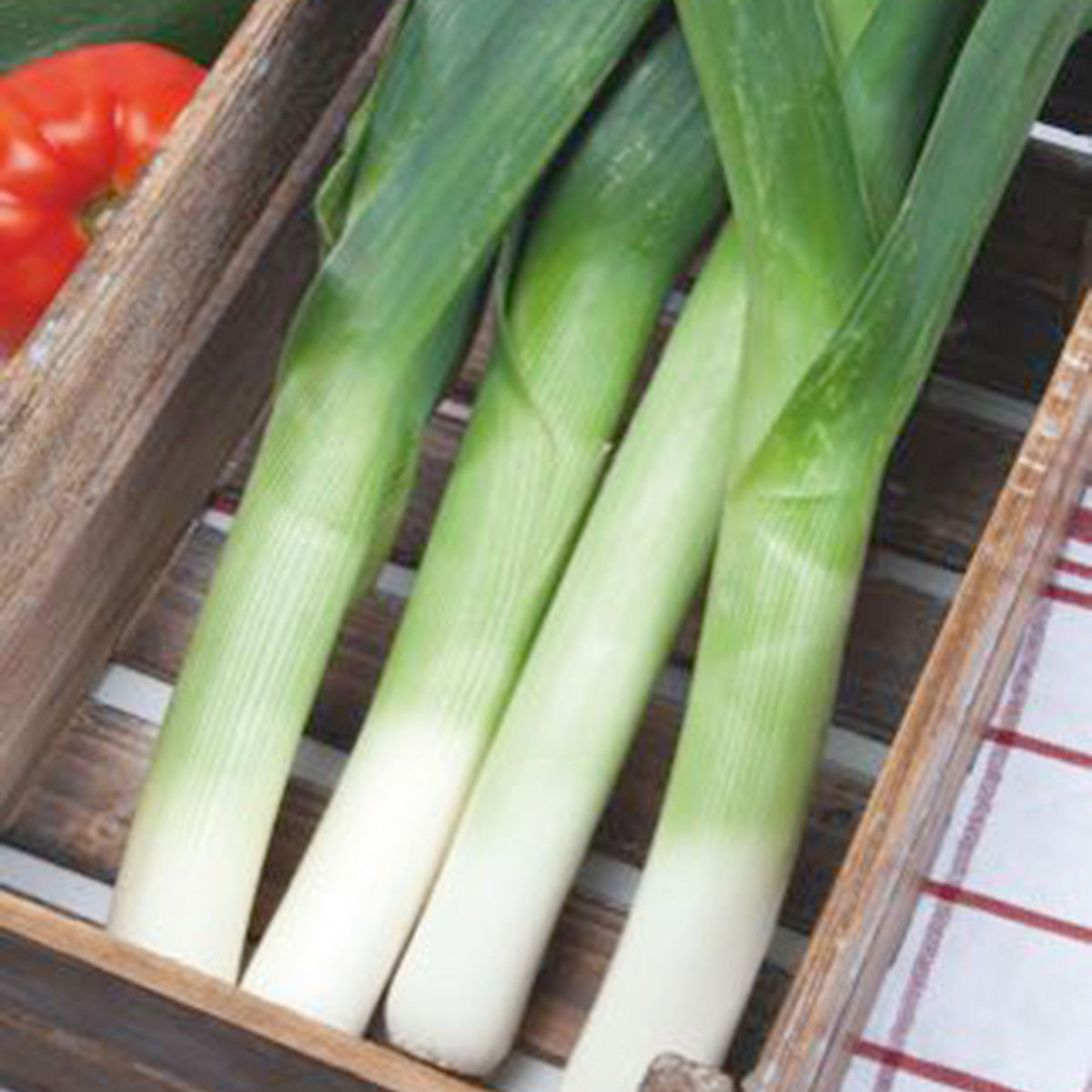 Leek Allium porrum 'De Carentan 2' - Bio 15 m² - Vegetable seeds