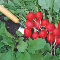Radish Raphanus 'Saxa 2' - Organic 2 m² - Vegetable seeds