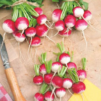 Radish Raphanus 'Sparkler 2' - Organic 2 m² - Vegetable seeds