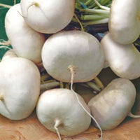 White turnip Brassica 'Platte witte mei' - Organic 10 m² - Vegetable seeds