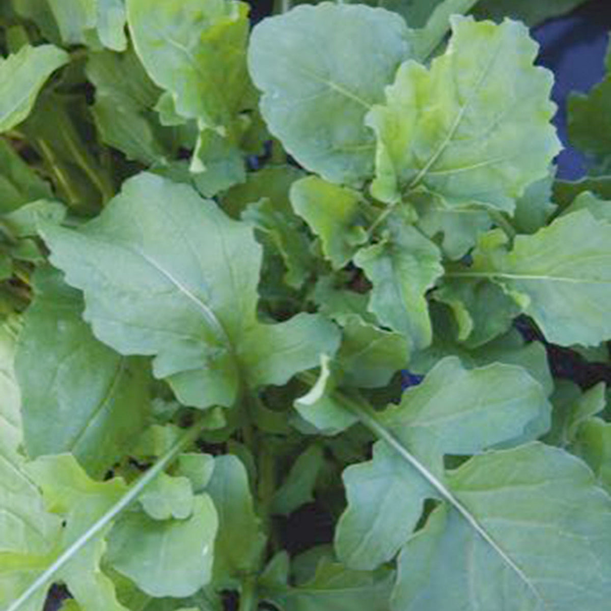 Rocket Eruca sativa - Organic 7 m² - Herb seeds