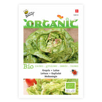 Butterhead lettuce Lactuca 'Meikoningin' - Organic 30 m² - Vegetable seeds