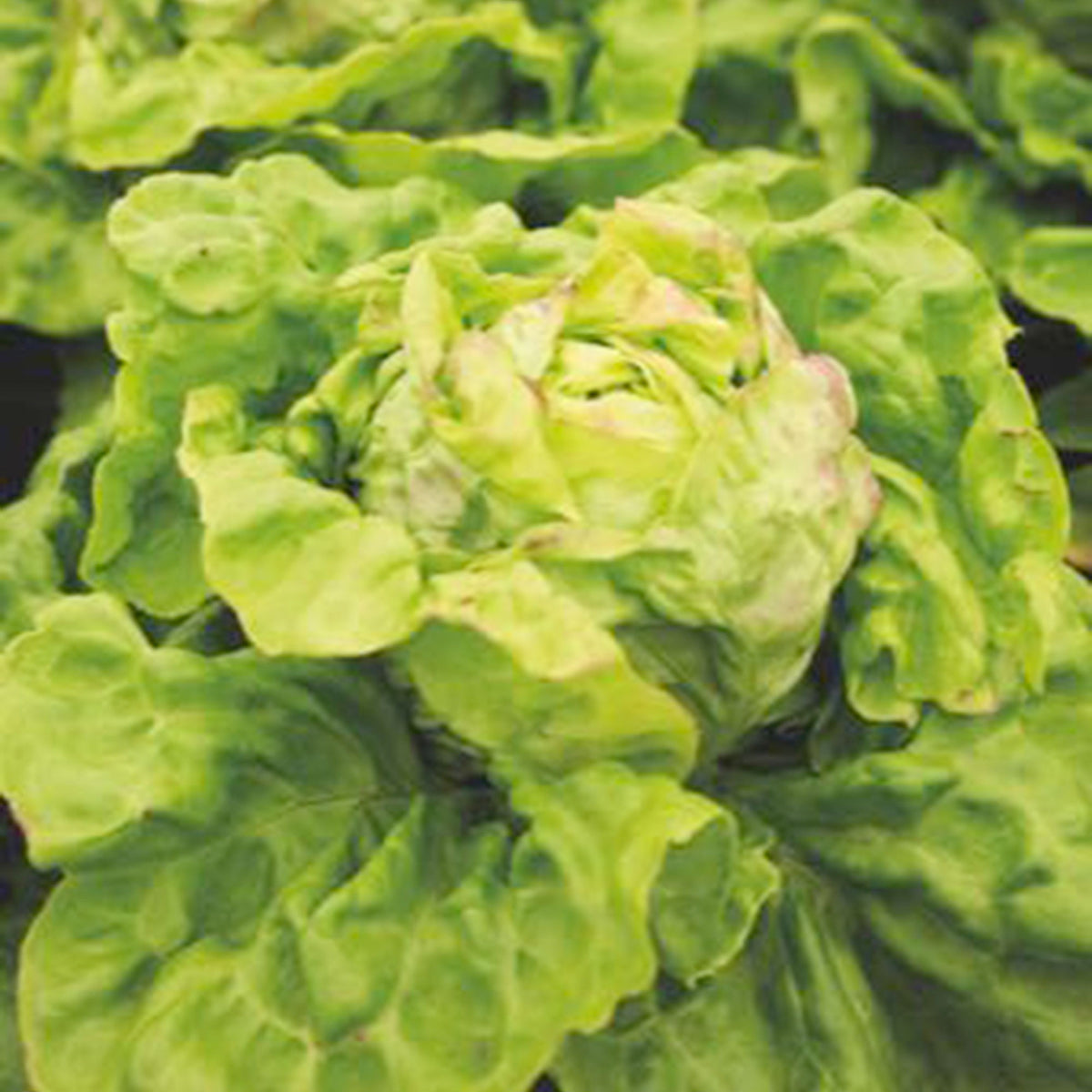 Butterhead lettuce Lactuca 'Meikoningin' - Organic 30 m² - Vegetable seeds