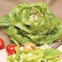 Butterhead lettuce Lactuca 'Meikoningin' - Organic 30 m² - Vegetable seeds