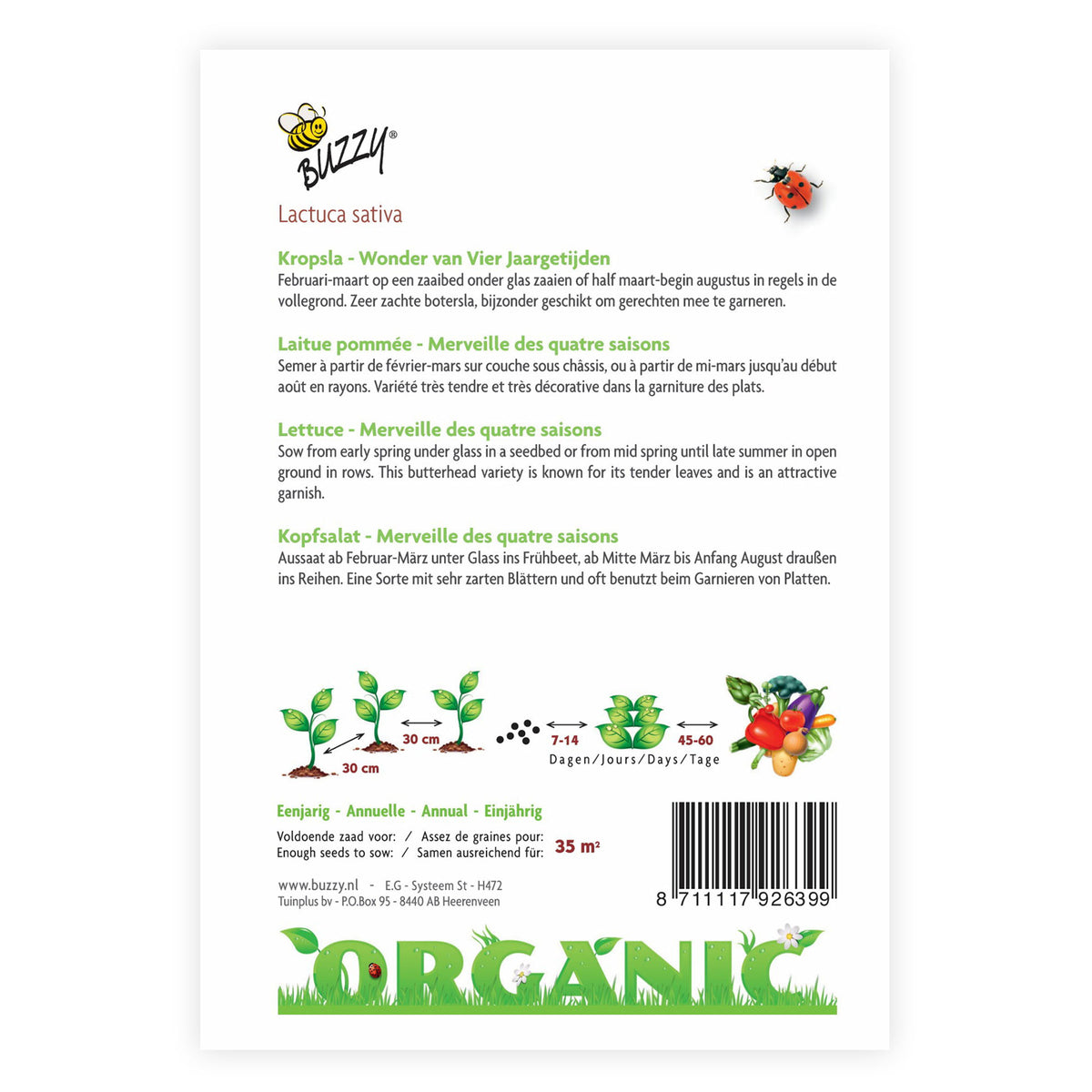 Butterhead lettuce Lactuca 'Wonder van Vier Jaargetijden' - Organic 35 m² - Vegetable seeds