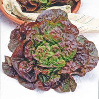 Butterhead lettuce Lactuca 'Wonder van Vier Jaargetijden' - Organic 35 m² - Vegetable seeds