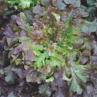 Oak leaf lettuce Lactuca 'Red salad bowl' - Organic 30 m² - Vegetable seeds