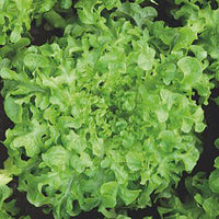 Oak leaf lettuce Lactuca 'Salad bowl' - Organic 30 m² - Vegetable seeds