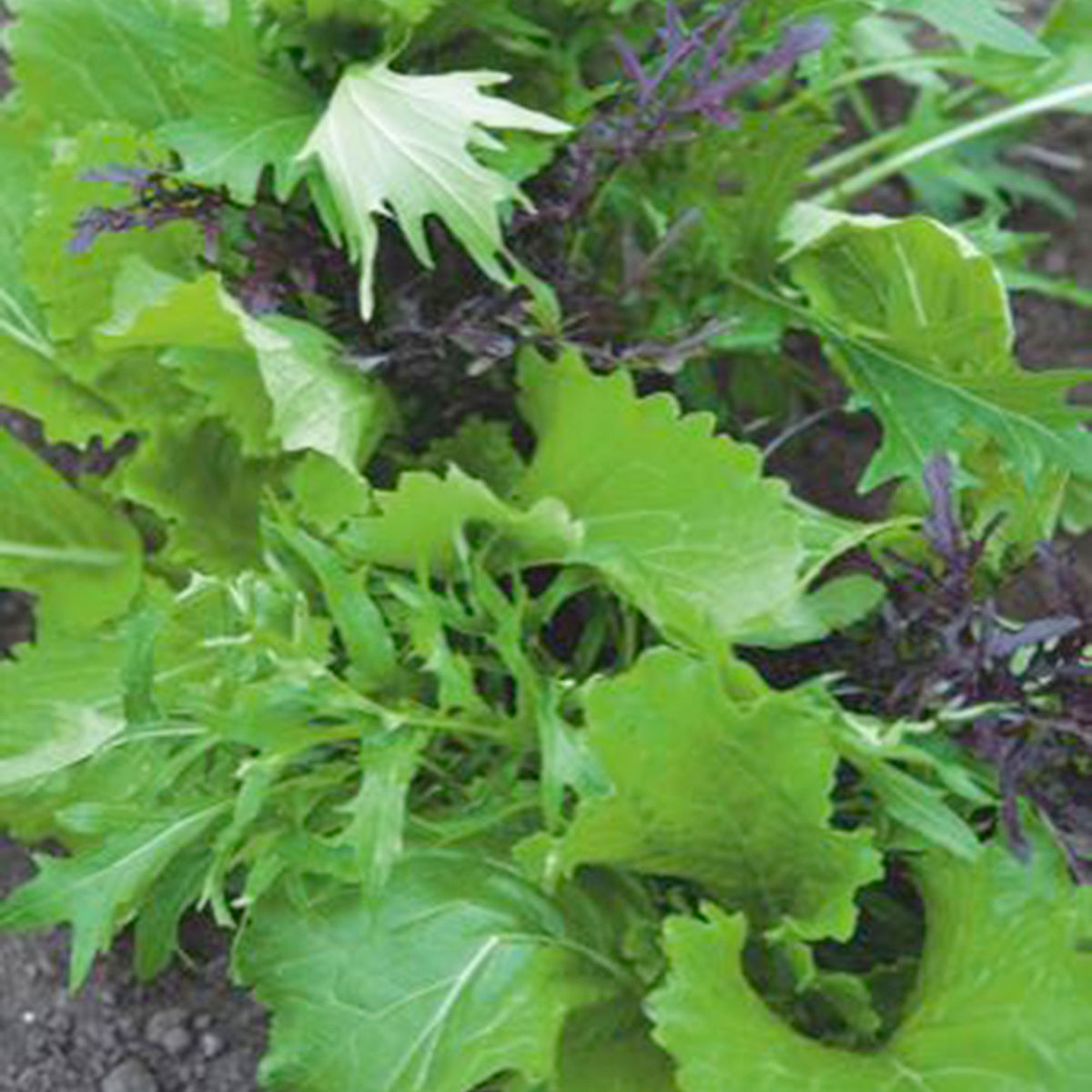 Mesclun Brassica chinennis - Organic 3 m² - Vegetable seeds