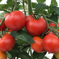 Tomato Solanum 'Matina' - Organic 10 m² - Vegetable seeds