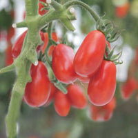 Tomato Solanum 'Shirley' - Bio 10 m² - Vegetable seeds