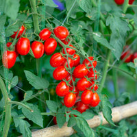 Cherry tomato Solanum 'Koralik' - Organic - Vegetable seeds
