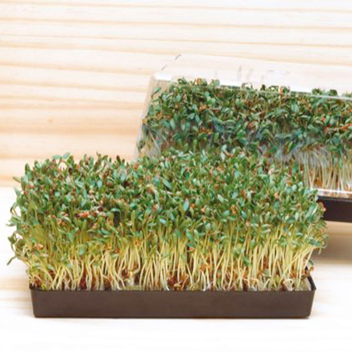 Cress Lepidium sativum - Organic - Herb seeds