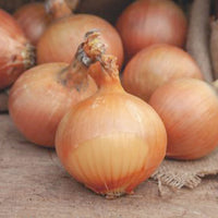 Onion Allium cepa 'Rijnsburger' - Bio 5 m² - Vegetable seeds