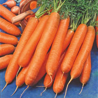 Winter carrot Daucus 'Berlikumer 2' - Organic 12 m² - Vegetable seeds