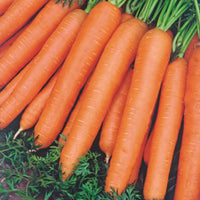 Winter carrot Daucus 'Flakkese 2' - Organic 30 m² - Vegetable seeds