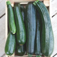 Courgette Cucurbita 'Black Beauty' - Organic 8 m² - Vegetable seeds