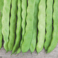 Flat Bean Phaseolus 'Helda' - Bio 12 m² - Vegetable seeds