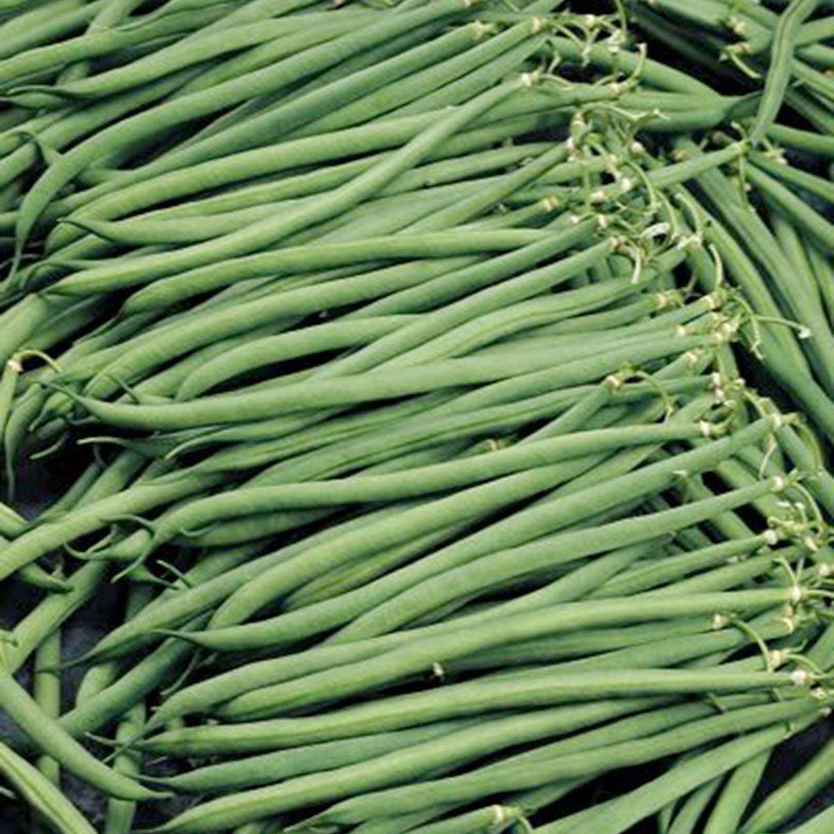 Dwarf French beans Phaseolus 'Compass' - Organic 3 m² - Vegetable seeds