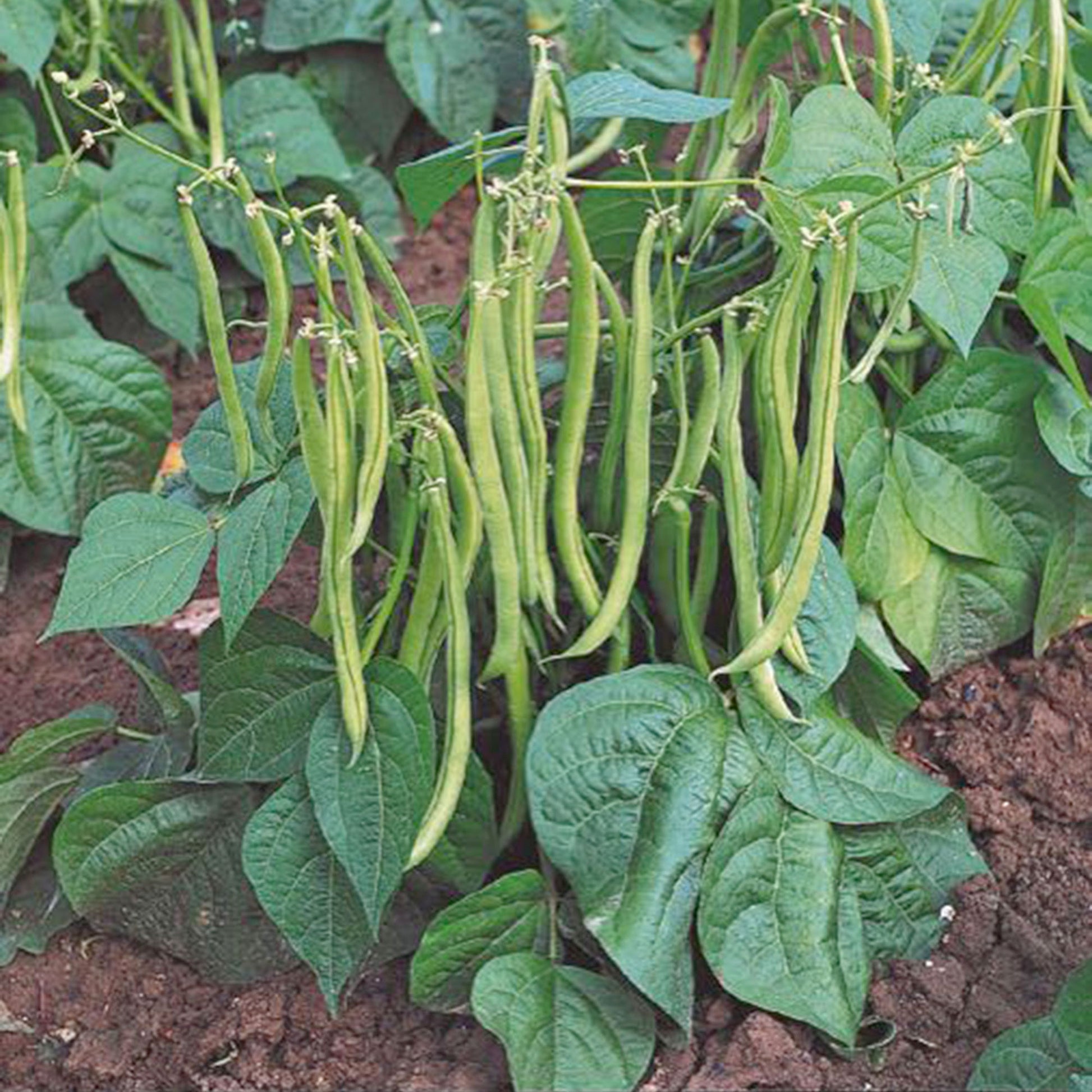 french beans plant in pot Dwarf French beans Phaseolus 'Maxi' - Organic 1 m²
