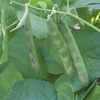 Dwarf French beans Phaseolus 'Kievit' - Organic 4 m² - Vegetable seeds