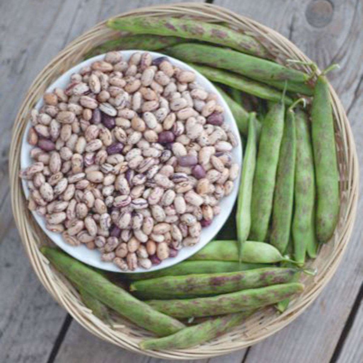 Dwarf French beans Phaseolus 'Kievit' - Organic 4 m² - Vegetable seeds