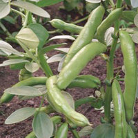 Broad beans Vicia 'Witkiem' - Organic 1 m² - Vegetable seeds