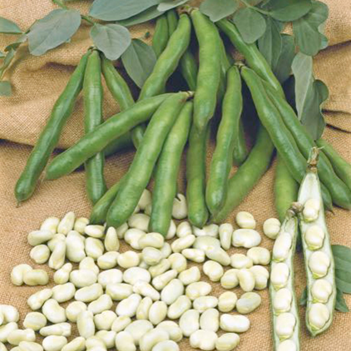 Broad beans Vicia 'Witkiem' - Organic 1 m² - Vegetable seeds