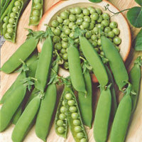 Green pea Pisum 'Karina' - Organic 2 m² - Vegetable seeds