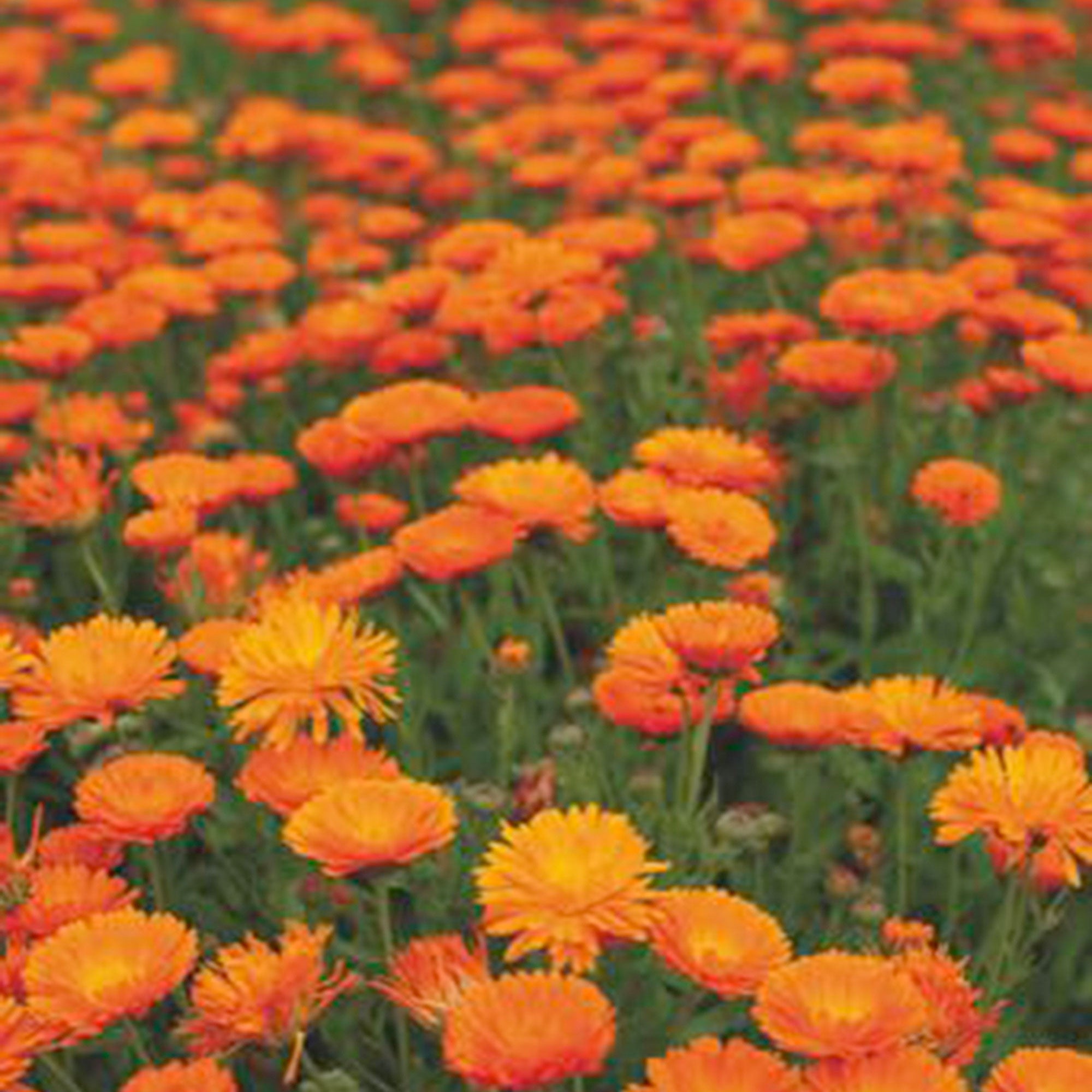 Buy flower seed now Marigold Calendula 'Ball' - Organic orange 3 m² ...
