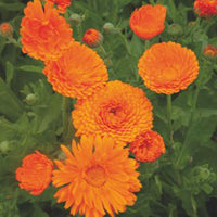 Marigold Calendula 'Ball' - Organic orange 3 m² - Flower seeds