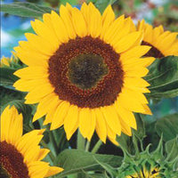 Sunflower Helianthus 'Giganteus' - Organic yellow 6 m² - Flower seeds