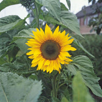 Sunflower Helianthus 'Giganteus' - Organic yellow 6 m² - Flower seeds
