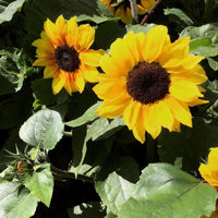 Sunflower Helianthus 'Zohar F1' - Organic yellow 3 m² - Flower seeds