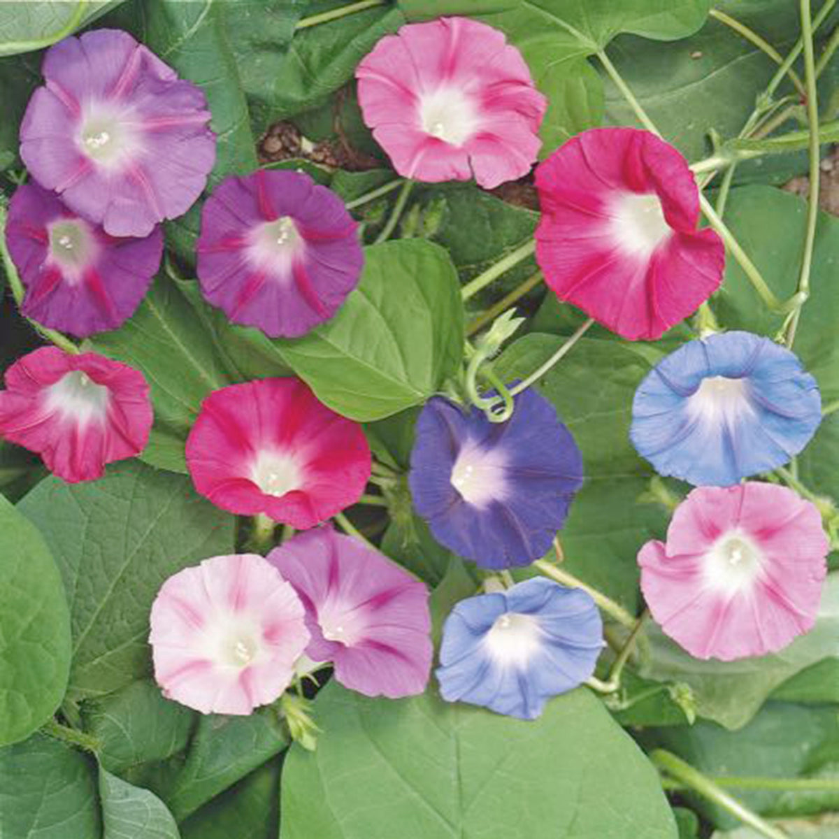 Morning glory Ipomoea mix - Organic - Flower seeds Mix